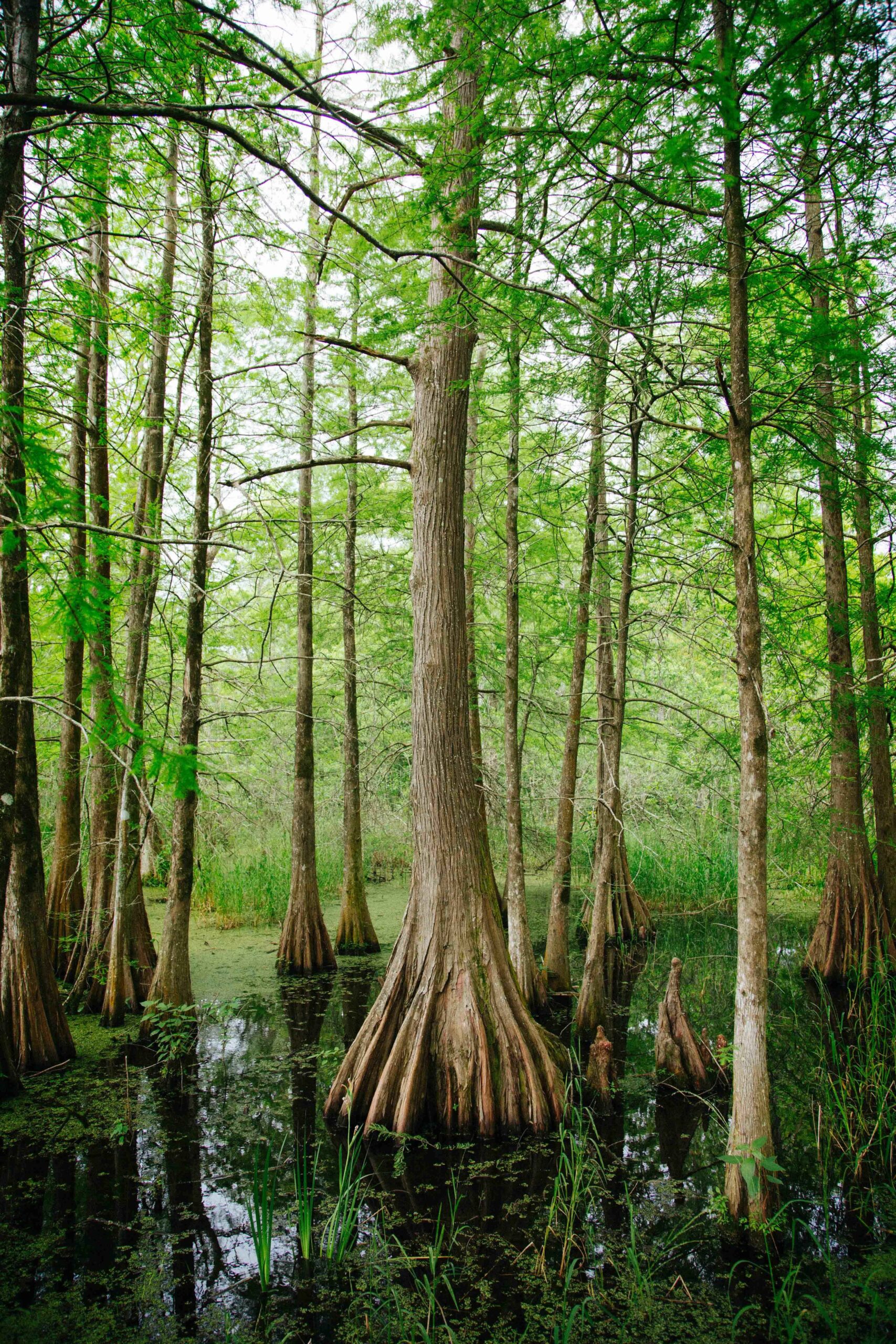 Massive trees in Mississippi