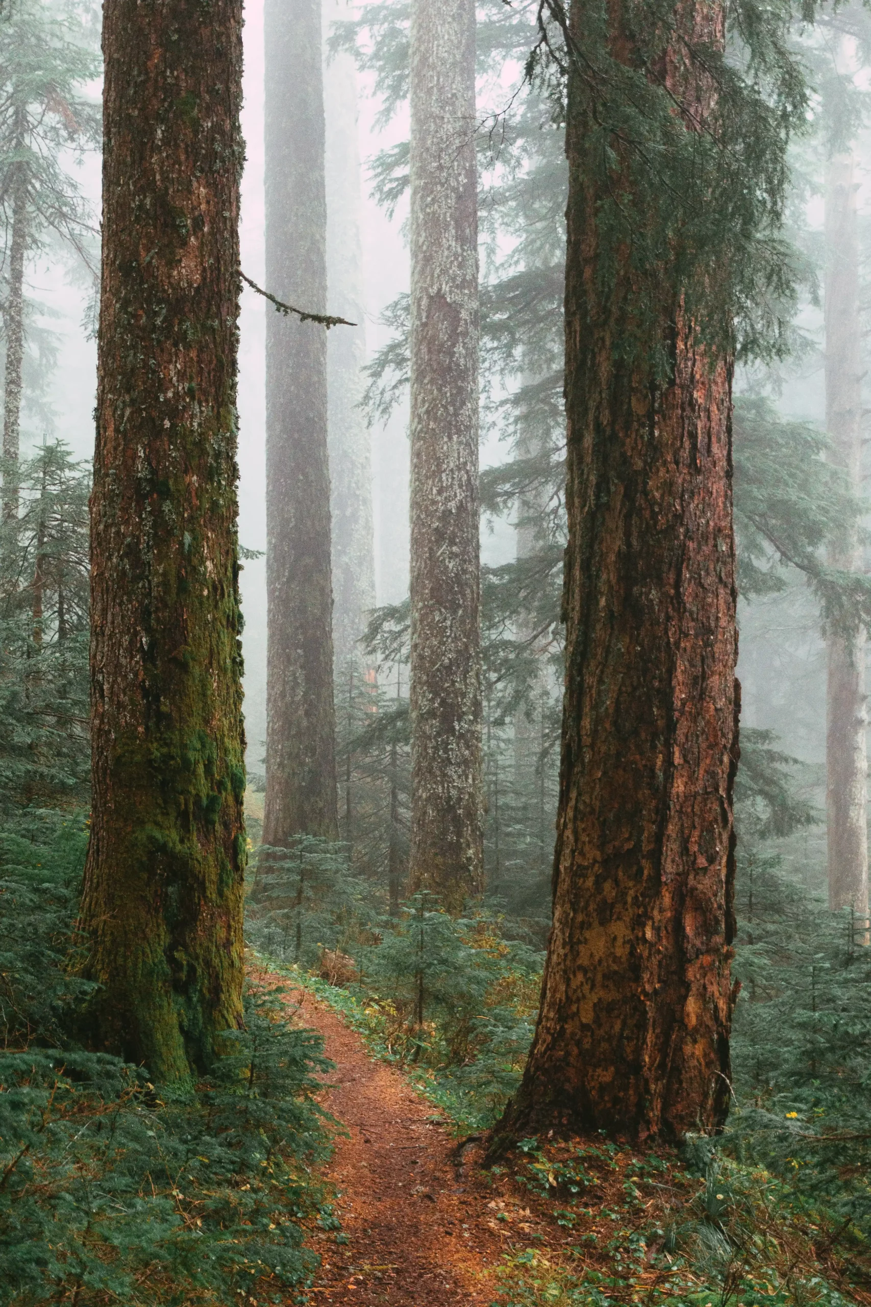 Oregon's high trees