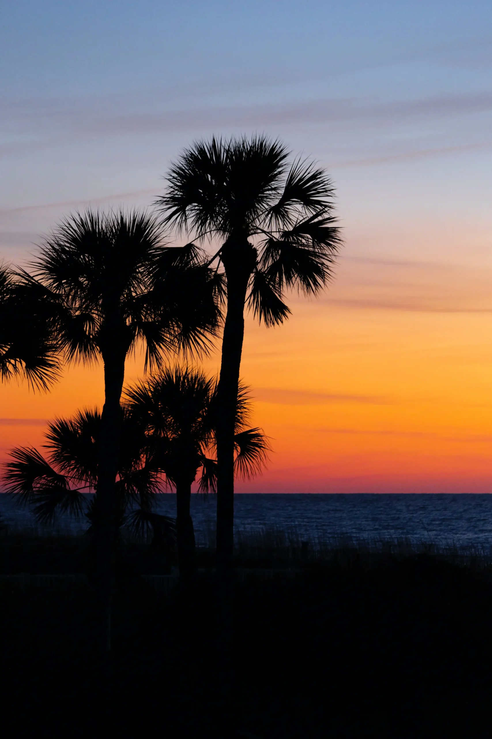 South Carolina beach palms