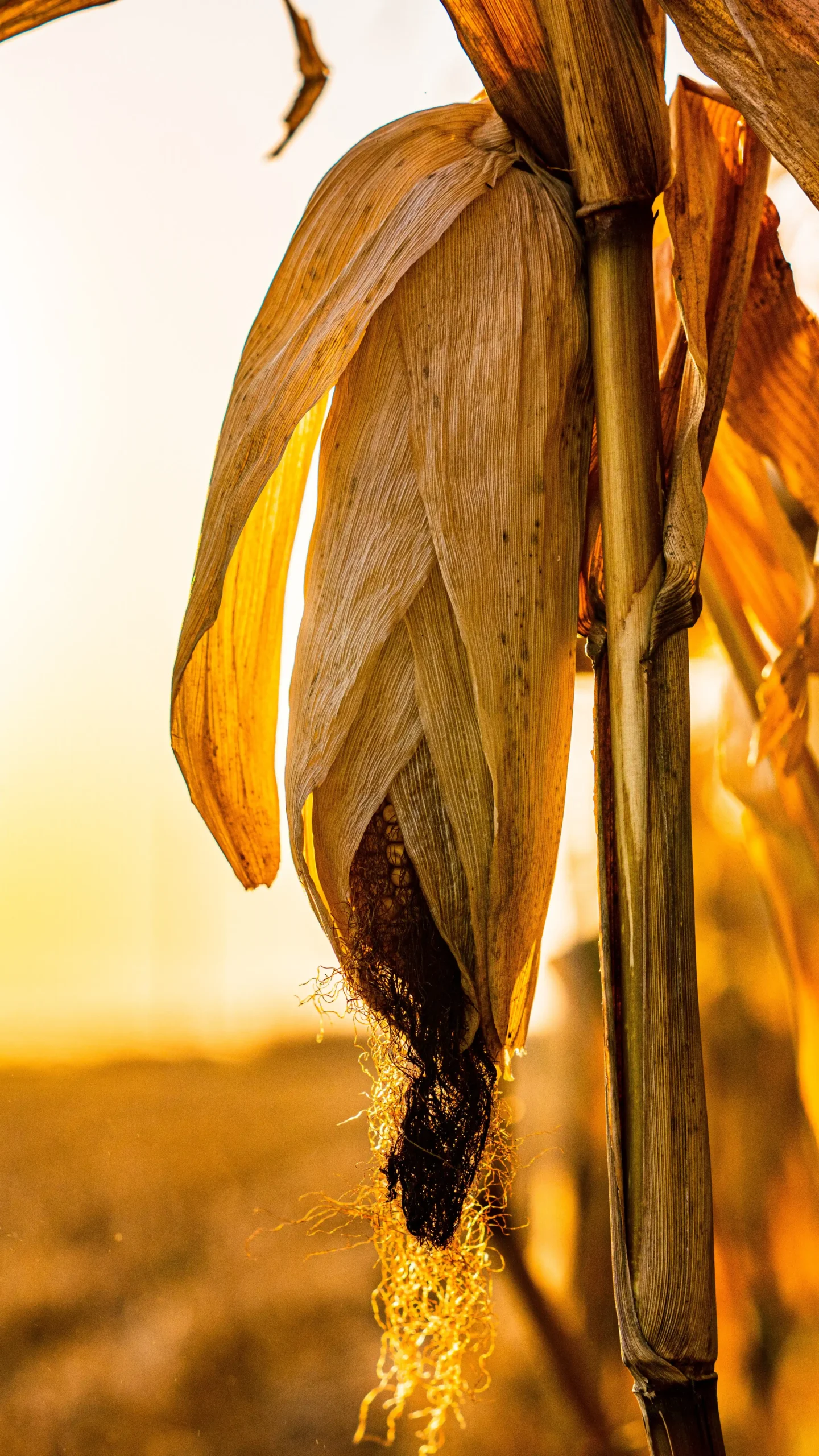 Brown wheat in closeup photography